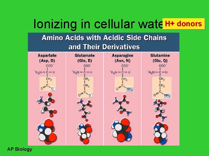 H+ donors Ionizing in cellular waters AP Biology 