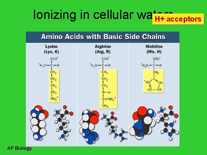 Ionizing in cellular waters H+ acceptors AP Biology 