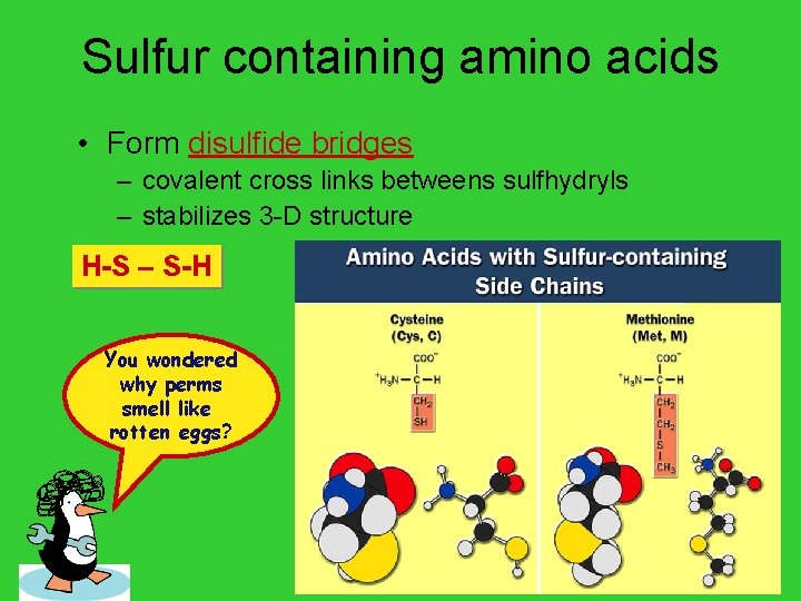Sulfur containing amino acids • Form disulfide bridges – covalent cross links betweens sulfhydryls