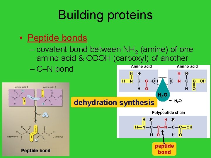 Building proteins • Peptide bonds – covalent bond between NH 2 (amine) of one