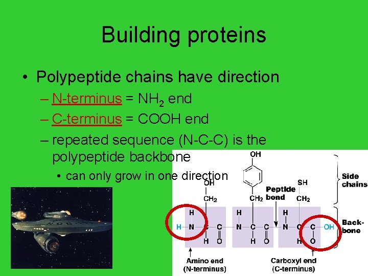 Building proteins • Polypeptide chains have direction – N-terminus = NH 2 end –