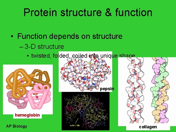 Protein structure & function • Function depends on structure – 3 -D structure •
