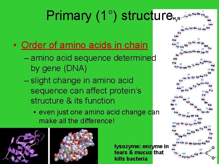 Primary (1°) structure • Order of amino acids in chain – amino acid sequence