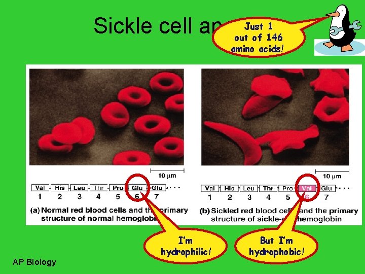 Just 1 Sickle cell anemia out of 146 amino acids! I’m hydrophilic! AP Biology