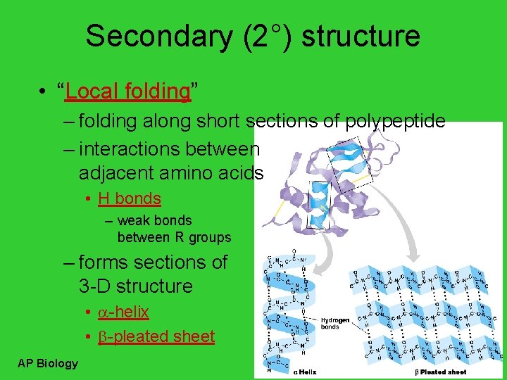 Secondary (2°) structure • “Local folding” – folding along short sections of polypeptide –