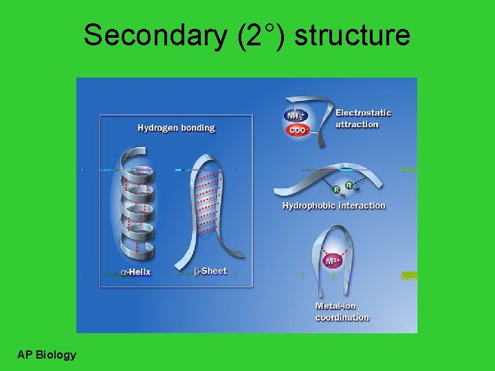 Secondary (2°) structure AP Biology 