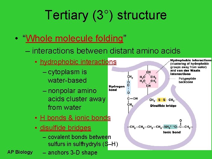 Tertiary (3°) structure • “Whole molecule folding” – interactions between distant amino acids •