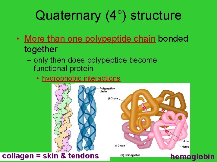 Quaternary (4°) structure • More than one polypeptide chain bonded together – only then