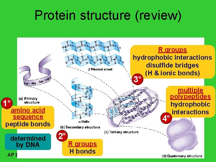 Protein structure (review) R groups hydrophobic interactions disulfide bridges (H & ionic bonds) 3°