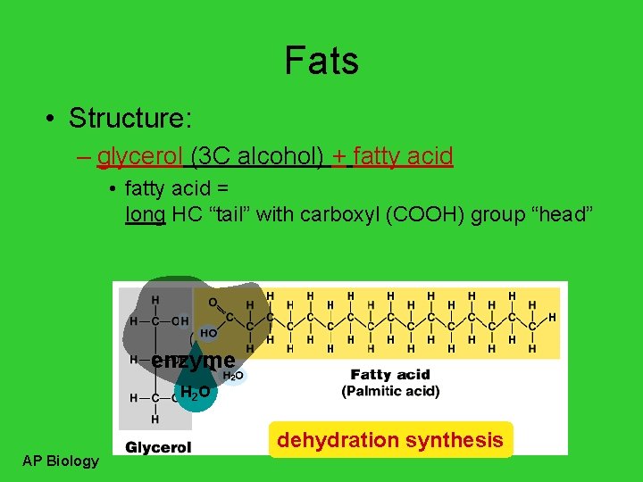 Fats • Structure: – glycerol (3 C alcohol) + fatty acid • fatty acid