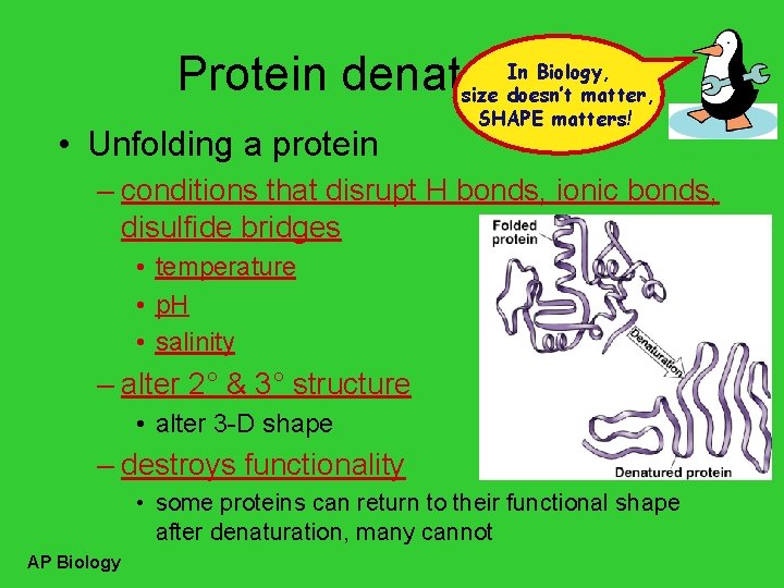 In Biology, Protein denaturation size doesn’t matter, • Unfolding a protein SHAPE matters! –