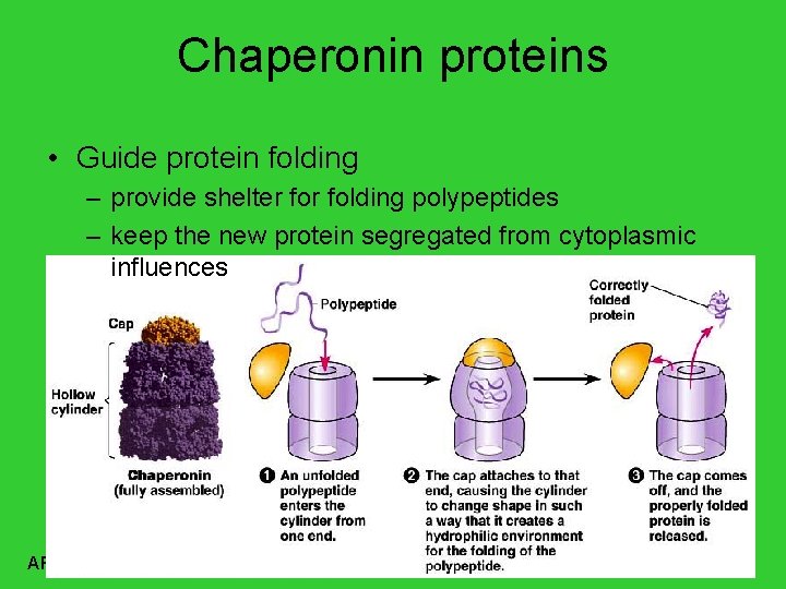 Chaperonin proteins • Guide protein folding – provide shelter folding polypeptides – keep the