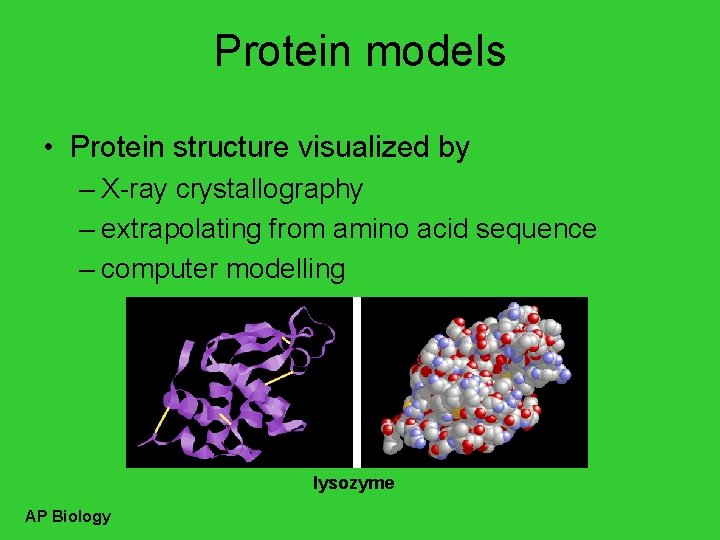 Protein models • Protein structure visualized by – X-ray crystallography – extrapolating from amino