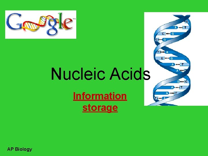 Nucleic Acids Information storage AP Biology 