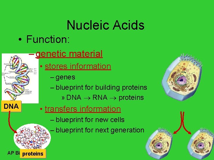 Nucleic Acids • Function: – genetic material • stores information – genes – blueprint