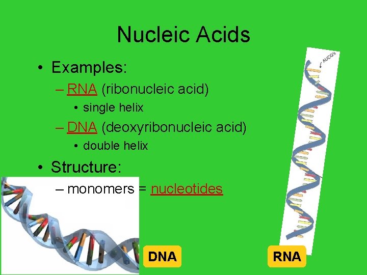 Nucleic Acids • Examples: – RNA (ribonucleic acid) • single helix – DNA (deoxyribonucleic