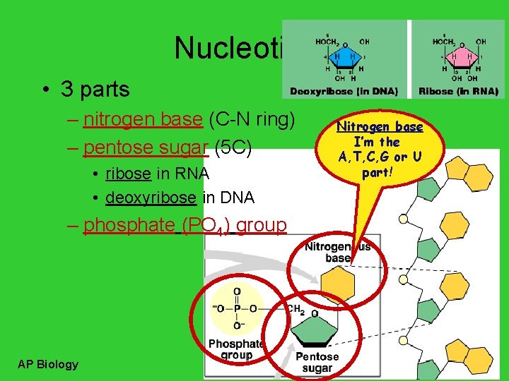 Nucleotides • 3 parts – nitrogen base (C-N ring) – pentose sugar (5 C)