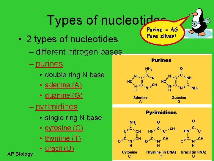 Types of nucleotides • 2 types of nucleotides – different nitrogen bases – purines