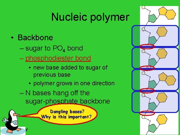 Nucleic polymer • Backbone – sugar to PO 4 bond – phosphodiester bond •