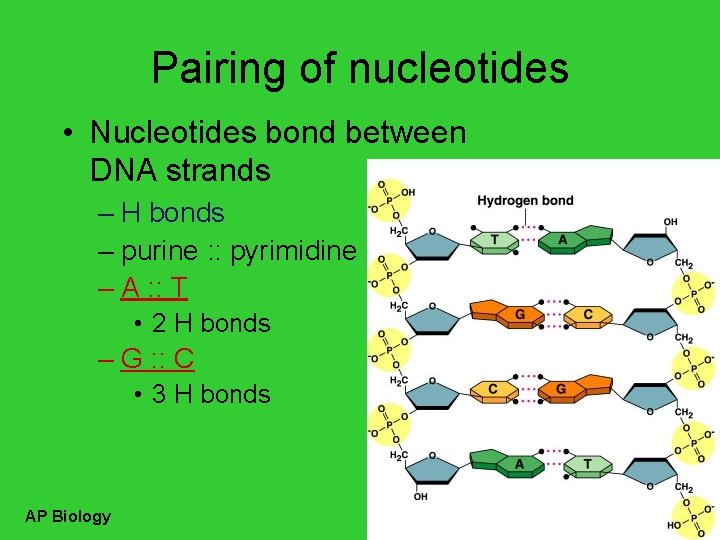 Pairing of nucleotides • Nucleotides bond between DNA strands – H bonds – purine