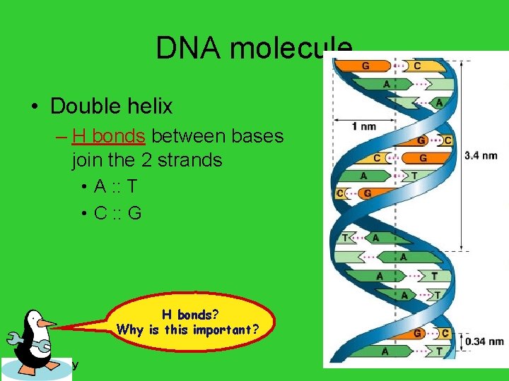 DNA molecule • Double helix – H bonds between bases join the 2 strands