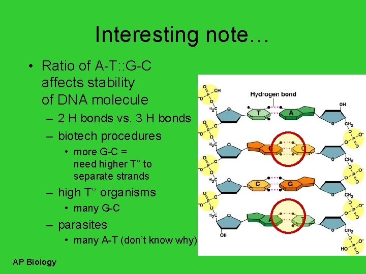 Interesting note… • Ratio of A-T: : G-C affects stability of DNA molecule –