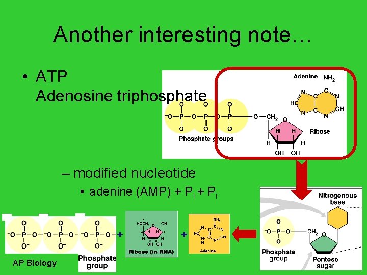 Another interesting note… • ATP Adenosine triphosphate – modified nucleotide • adenine (AMP) +