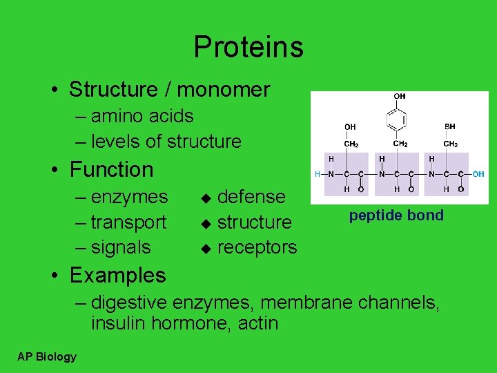 Proteins • Structure / monomer – amino acids – levels of structure • Function
