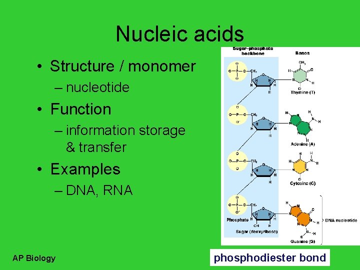 Nucleic acids • Structure / monomer – nucleotide • Function – information storage &