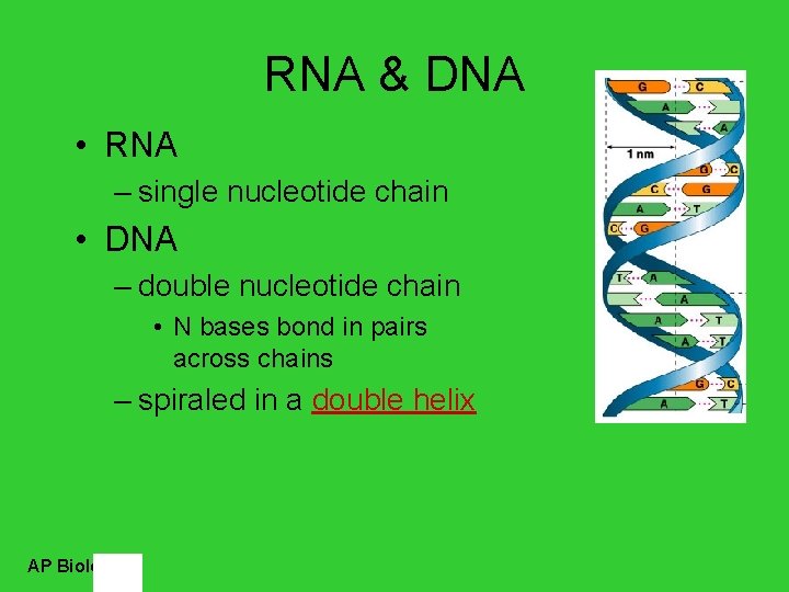 RNA & DNA • RNA – single nucleotide chain • DNA – double nucleotide
