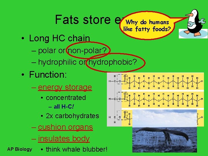Fats store energy Why do humans like fatty foods? • Long HC chain –