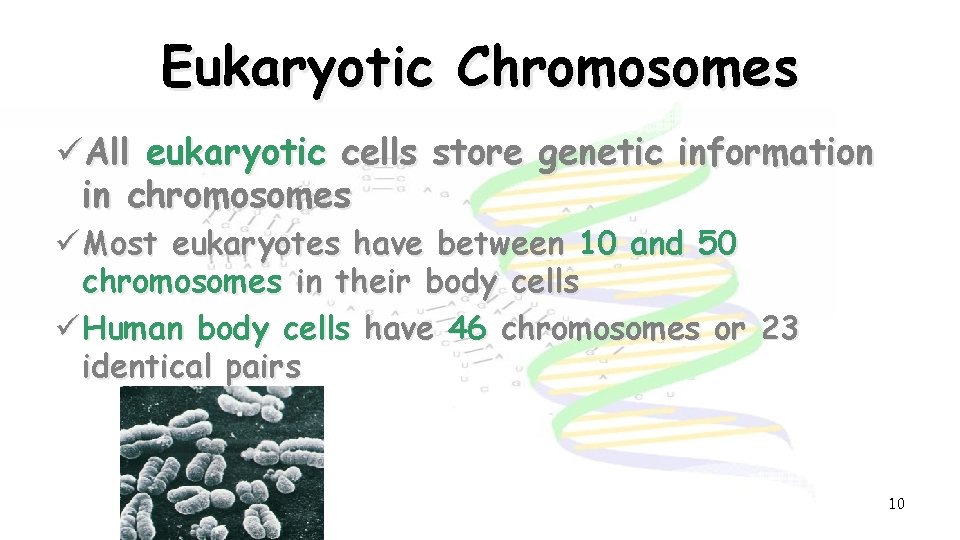 Eukaryotic Chromosomes üAll eukaryotic cells store genetic information in chromosomes ü Most eukaryotes have