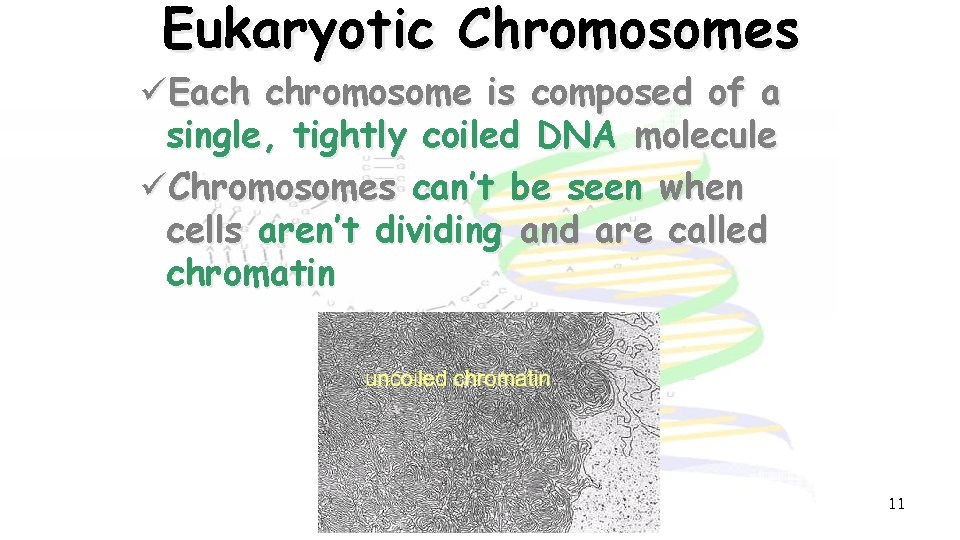 Eukaryotic Chromosomes üEach chromosome is composed of a single, tightly coiled DNA molecule üChromosomes