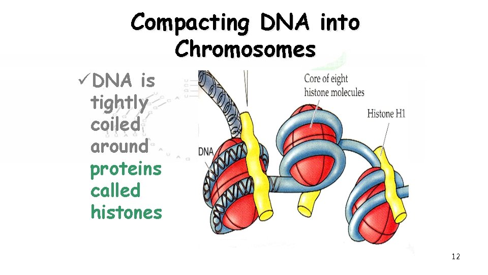 Compacting DNA into Chromosomes üDNA is tightly coiled around proteins called histones 12 