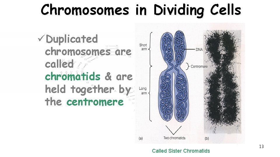 Chromosomes in Dividing Cells üDuplicated chromosomes are called chromatids & are held together by