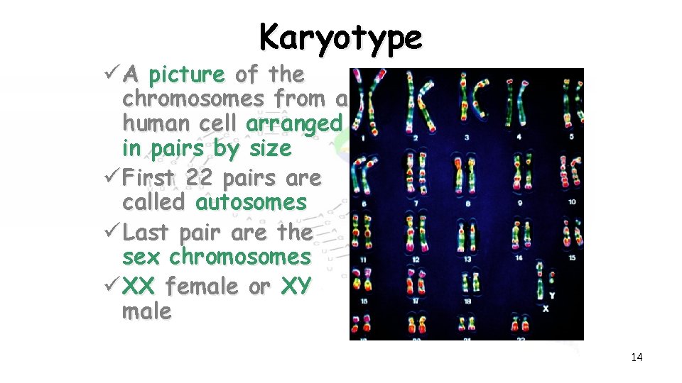 Karyotype ü A picture of the chromosomes from a human cell arranged in pairs
