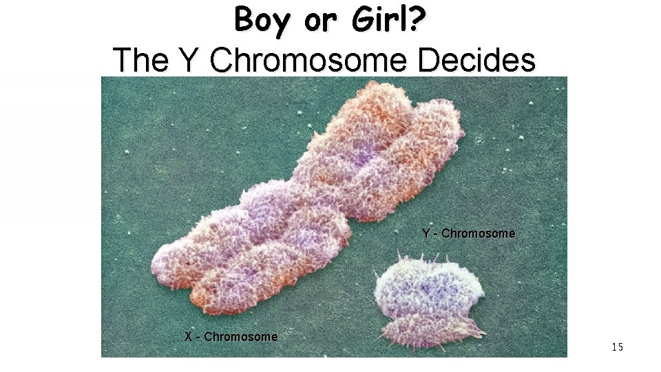Boy or Girl? The Y Chromosome Decides Y - Chromosome X - Chromosome 15
