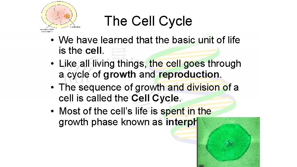 The Cell Cycle • We have learned that the basic unit of life is