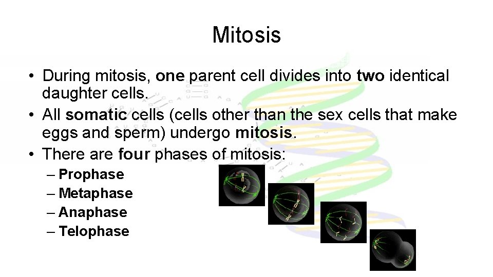 Mitosis • During mitosis, one parent cell divides into two identical daughter cells. •