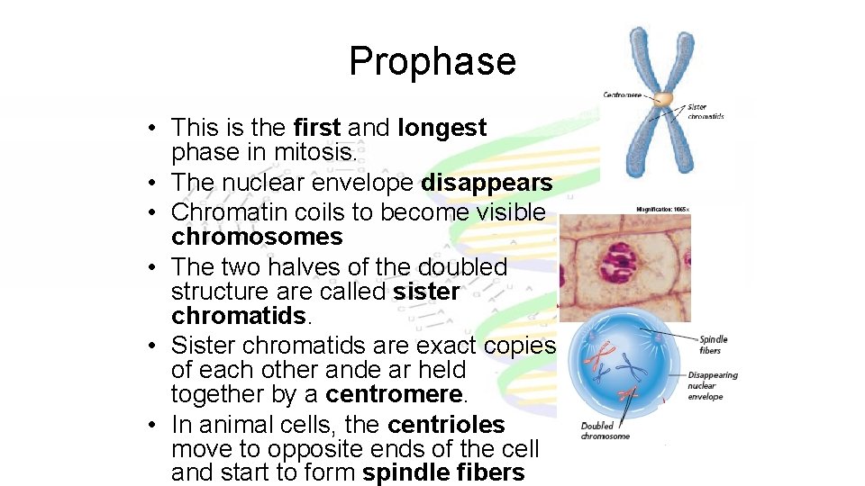 Prophase • This is the first and longest phase in mitosis. • The nuclear