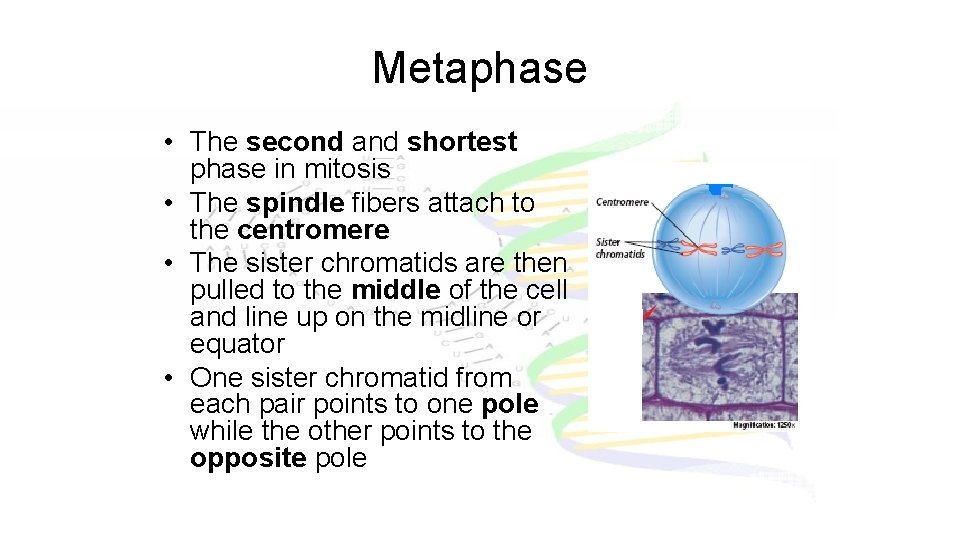 Metaphase • The second and shortest phase in mitosis • The spindle fibers attach