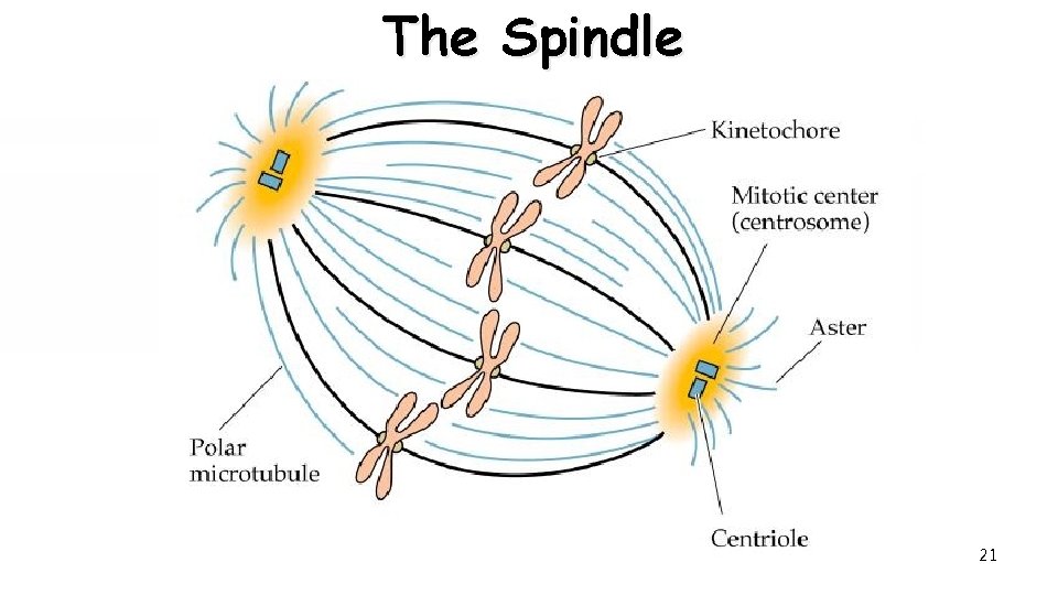 The Spindle 21 