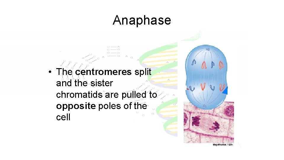 Anaphase • The centromeres split and the sister chromatids are pulled to opposite poles