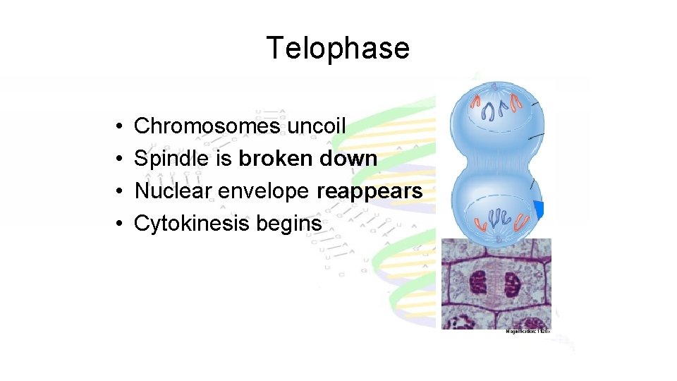 Telophase • • Chromosomes uncoil Spindle is broken down Nuclear envelope reappears Cytokinesis begins