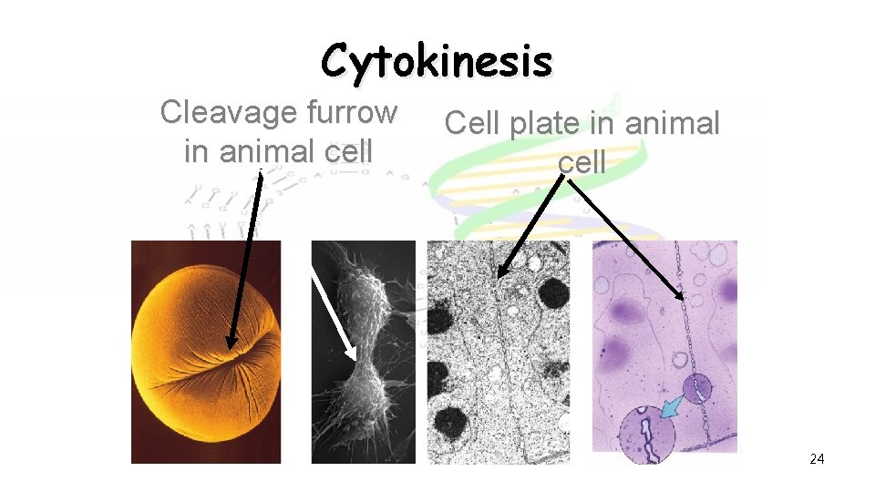 Cytokinesis Cleavage furrow in animal cell Cell plate in animal cell 24 