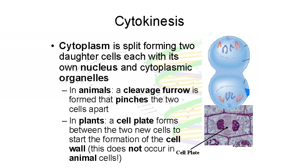 Cytokinesis • Cytoplasm is split forming two daughter cells each with its own nucleus