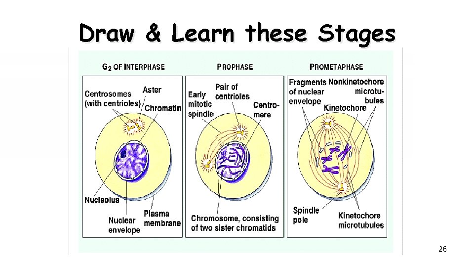 Draw & Learn these Stages 26 