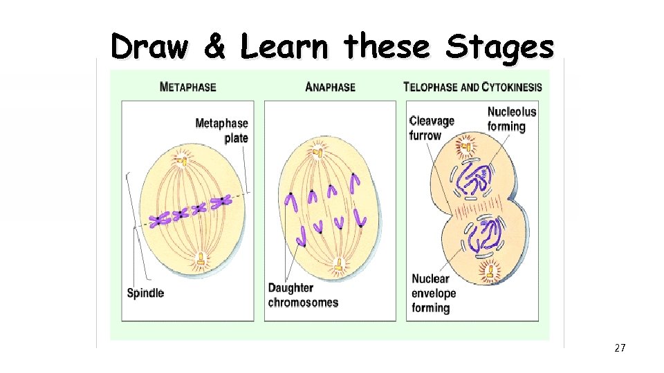 Draw & Learn these Stages 27 