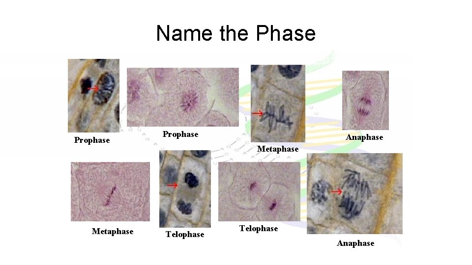 Name the Phase Prophase Metaphase Prophase Anaphase Metaphase Telophase Anaphase 