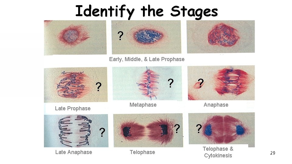 Identify the Stages ? Early, Middle, & Late Prophase ? ? Metaphase Late Prophase